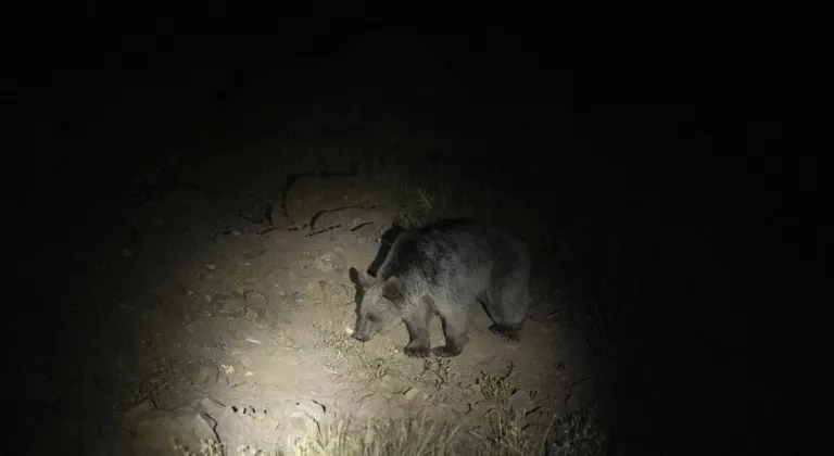 Tunceli'de Düzgün Baba Dağı'nın eteklerinde bozayılar görüntülendi