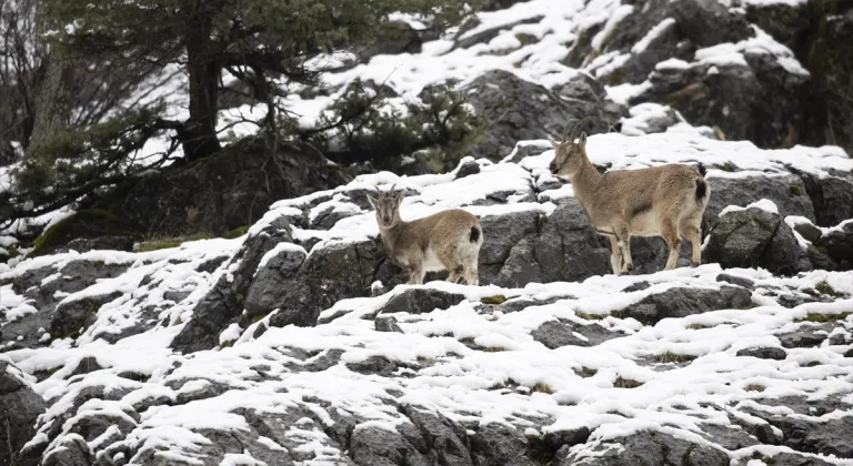 Tunceli'de yaban keçileri karlı dağlarda yiyecek bulmakta zorlandı