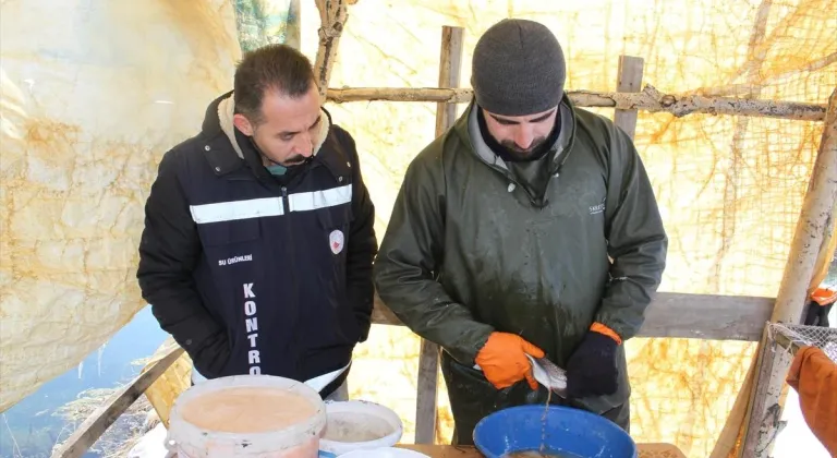 Van'da alabalık sağımı yapıldı