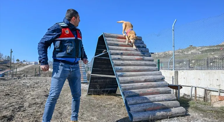 Van'da uyuşturucuyla mücadelede jandarmanın en büyük yardımcısı dedektör köpekler