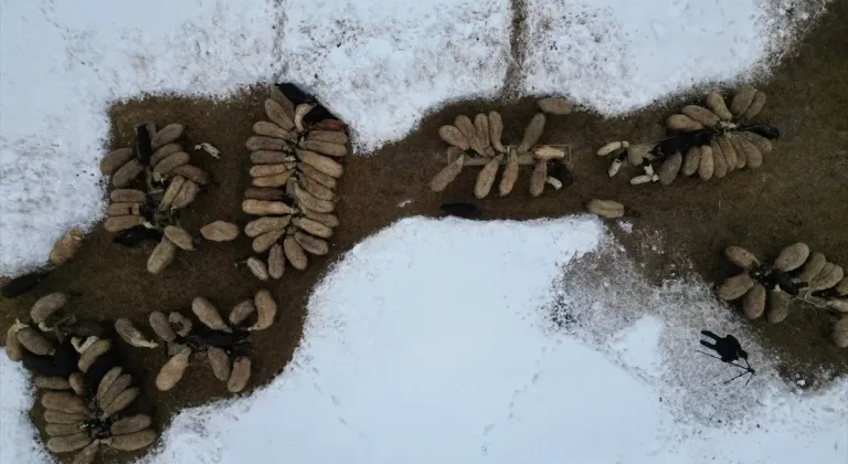 Vanlı çift kışın yalnız kaldıkları mahalleyi hayvanları için terk etmiyor